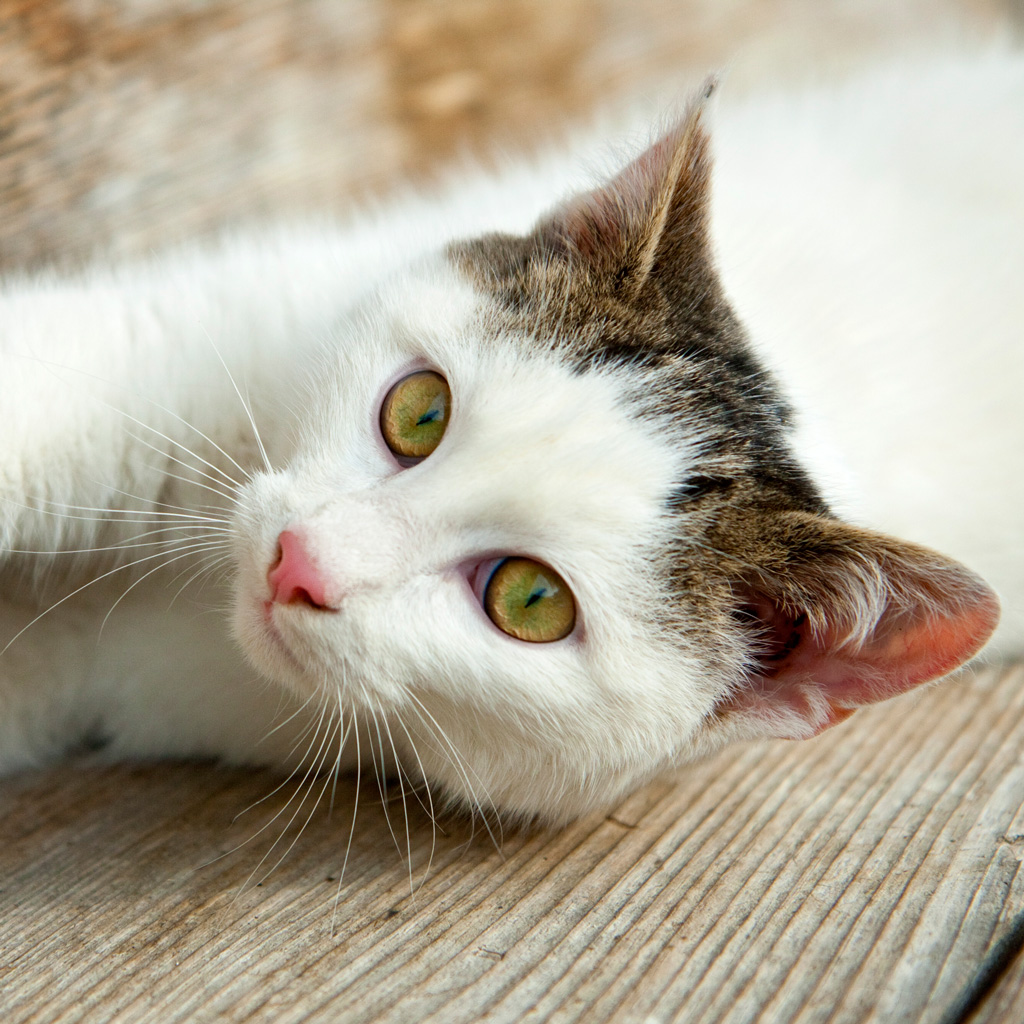 katze